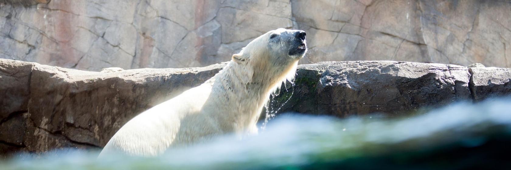 Hannover Hayvanat Bahçesi
